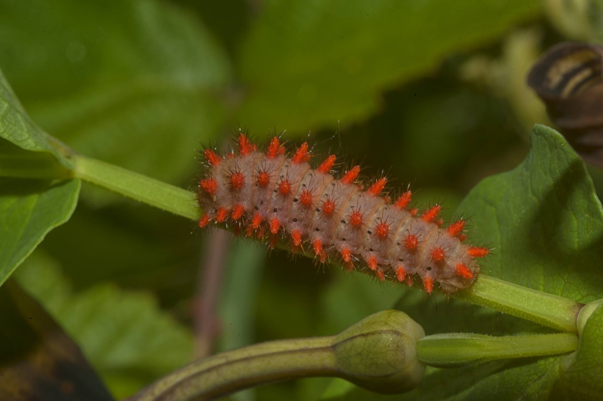 La Zerynthia cassandra